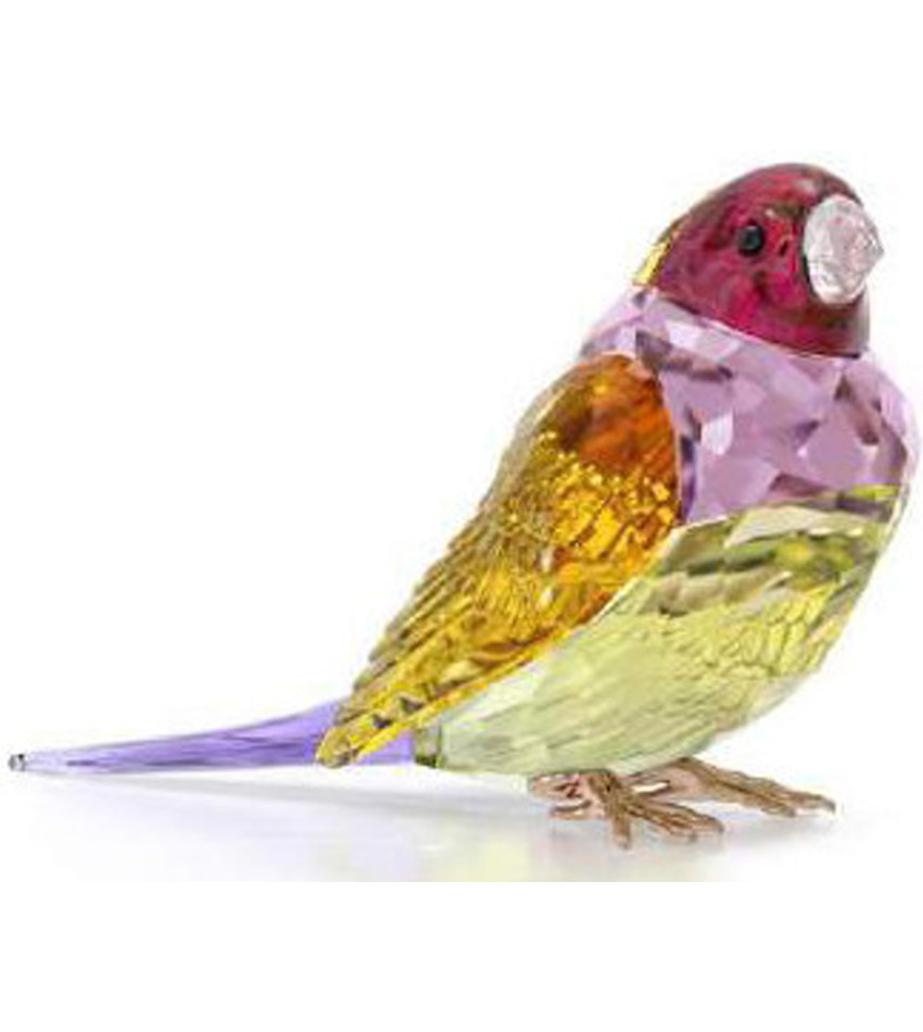 S5689265 - 2024 SCS Gouldian Finch, large