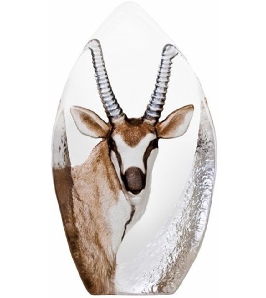 MJ33864 - Antelope