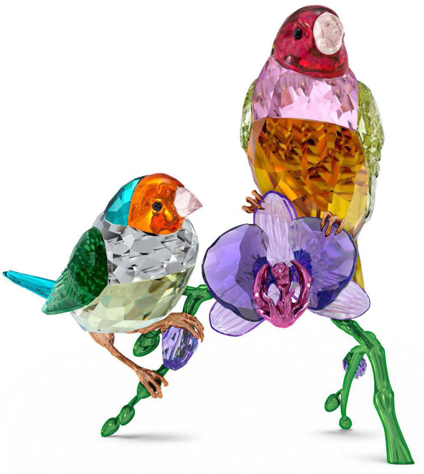 S5670031 - 2024 SCS Gouldian Finches